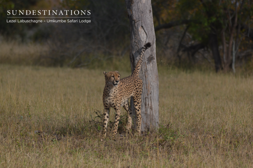 Big cats of Umkumbe Cheetah spotted on game drive at Umkumbe Safari Lodge