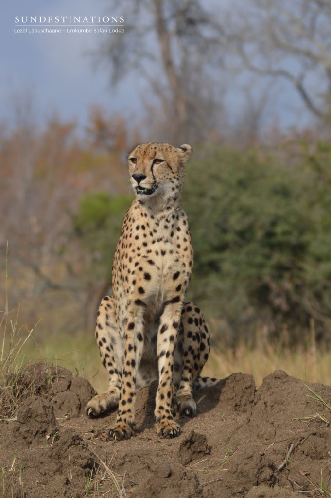 Cheetah on termite mound Umkumbe Sabi Sand cheetah shortly before leaving the termite mound