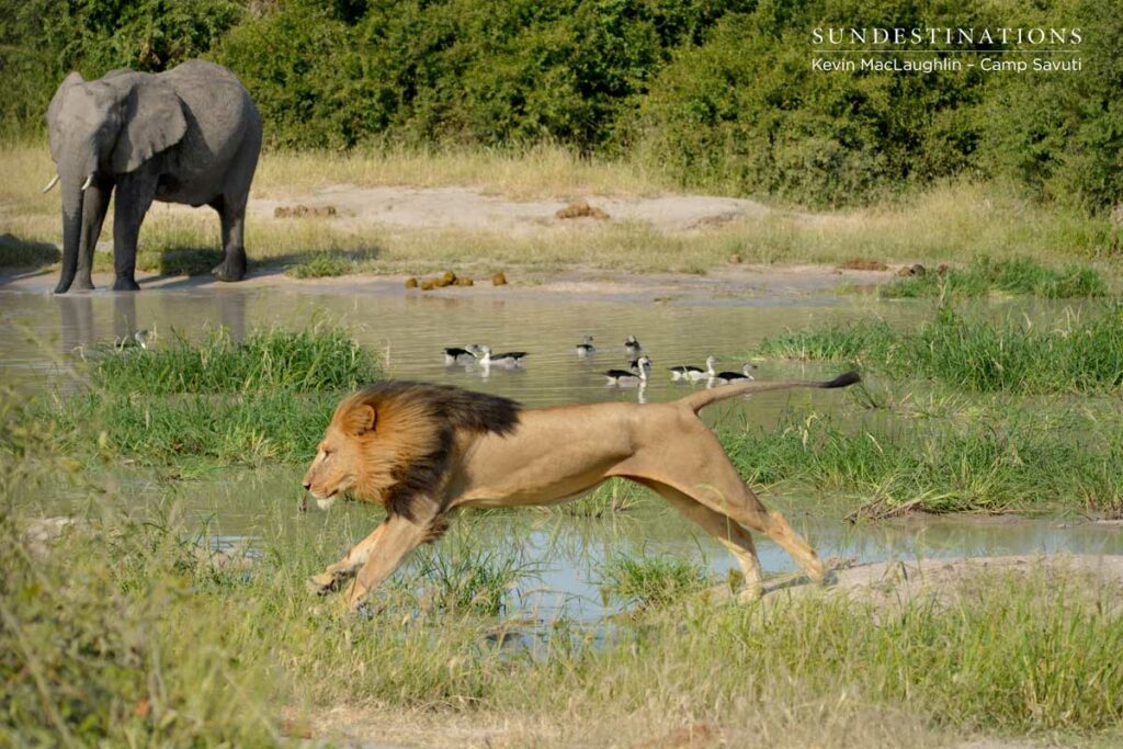 Lion leaping over a stream with an elephant in the background Lion leaping over a stream with an elephant in the background