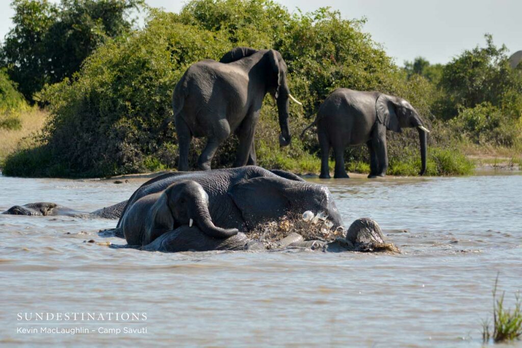 An elephant pile-on in the waterhole An elephant pile-on in the waterhole