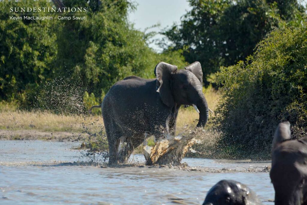 Making a splash! Making a splash!
