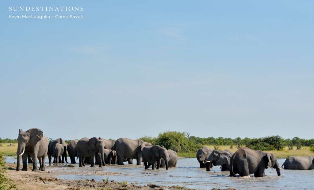 A family affair in the mud wallow A family affair in the mud wallow