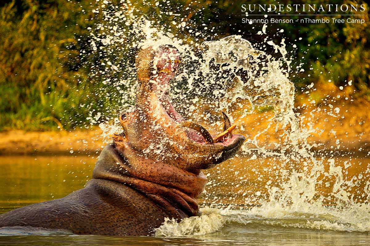 Hippo splashing about in dominance display