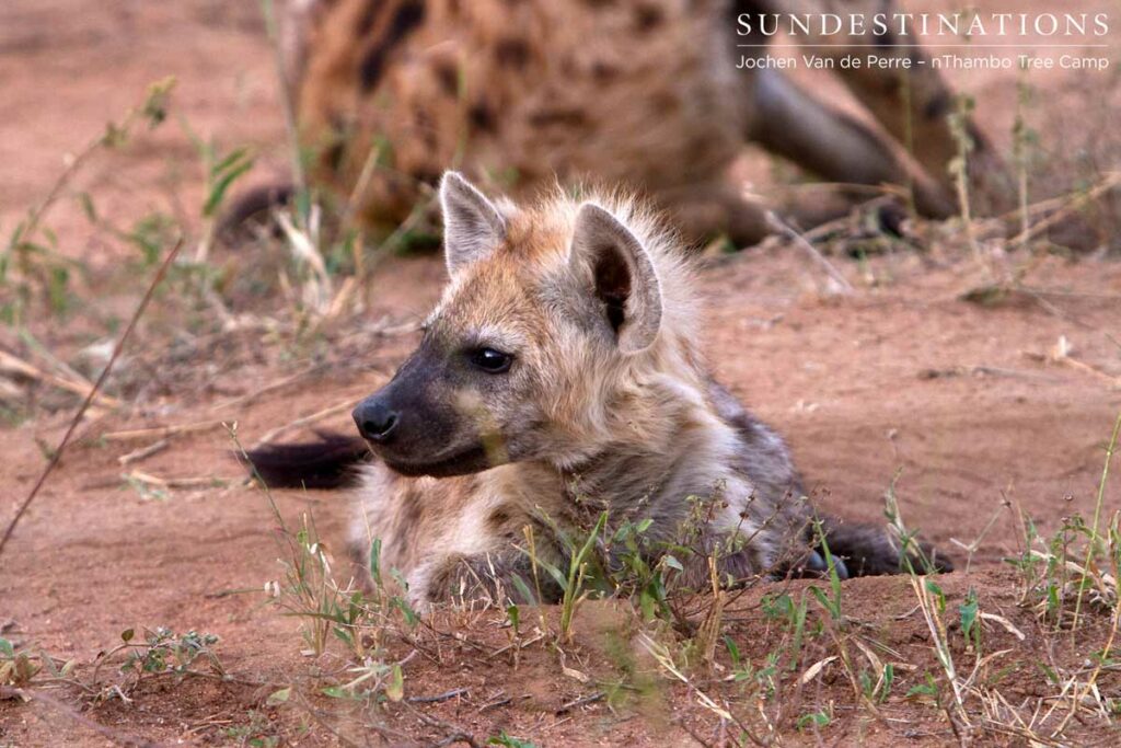 Hyena cub