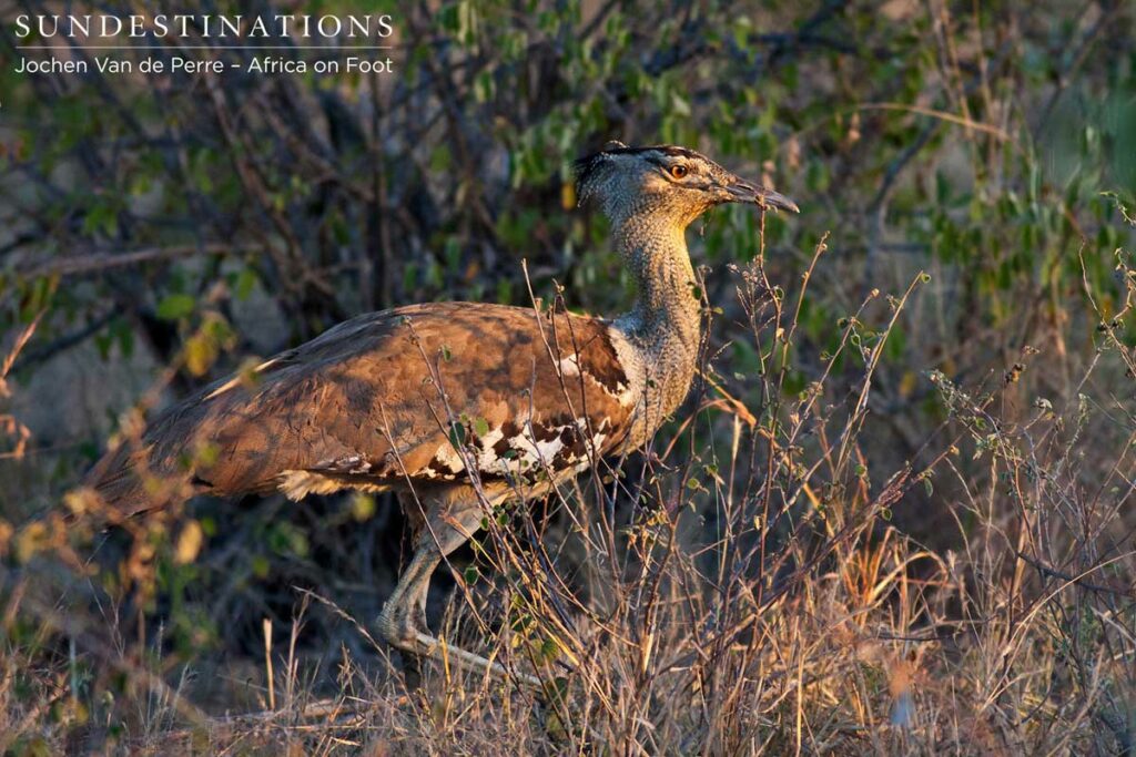 Kori bustard