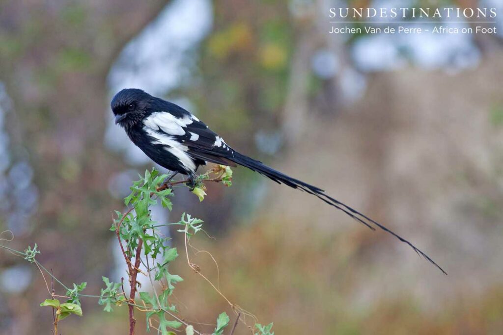 Magpie shrike in the Klaserie