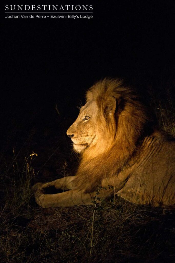 Olifants West male seen on his own at night