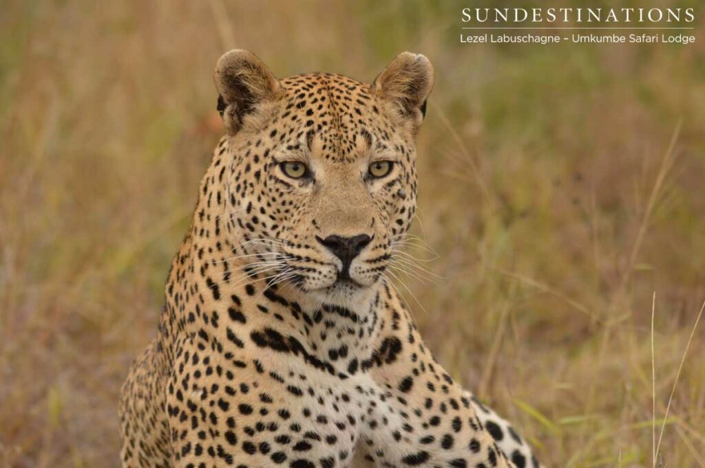 Maxabeni the leopard