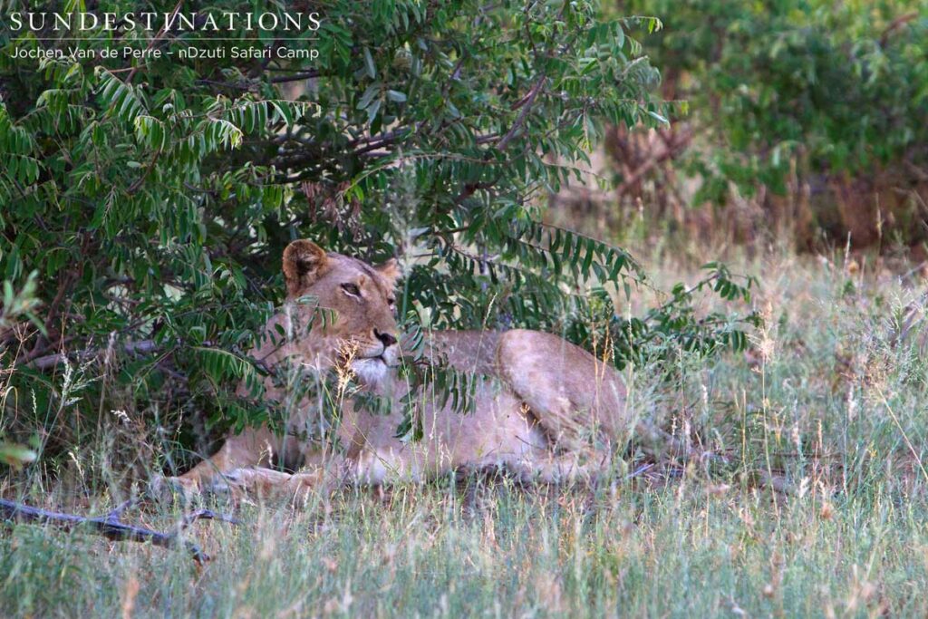Lioness of the River Pride