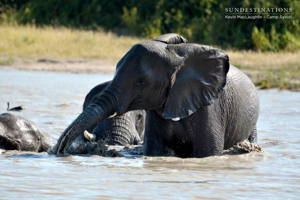 Elephants get carried away in the excitement of a mud bath Elephants get carried away in the excitement of a mud bath