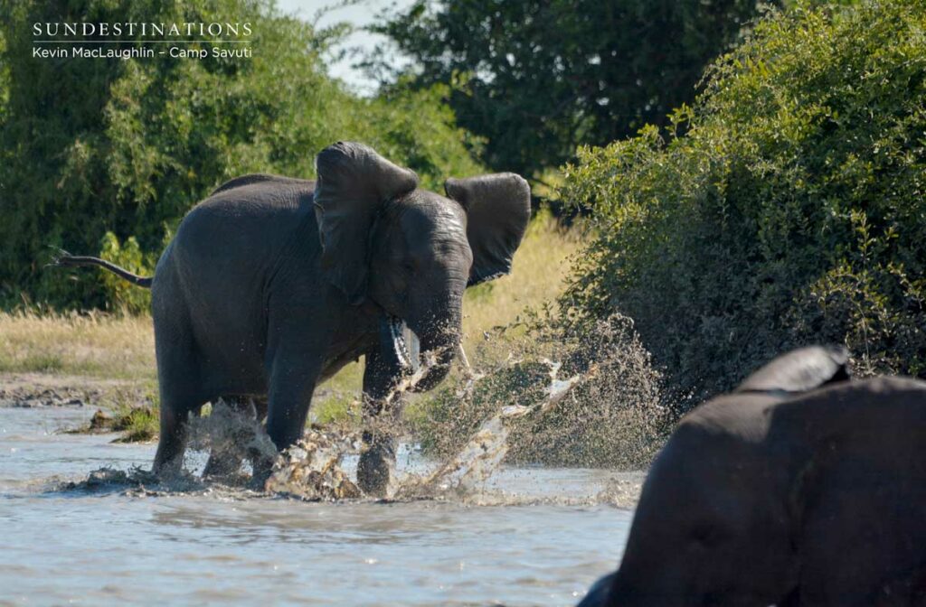 Thrashing around in the waterhole Thrashing around in the waterhole
