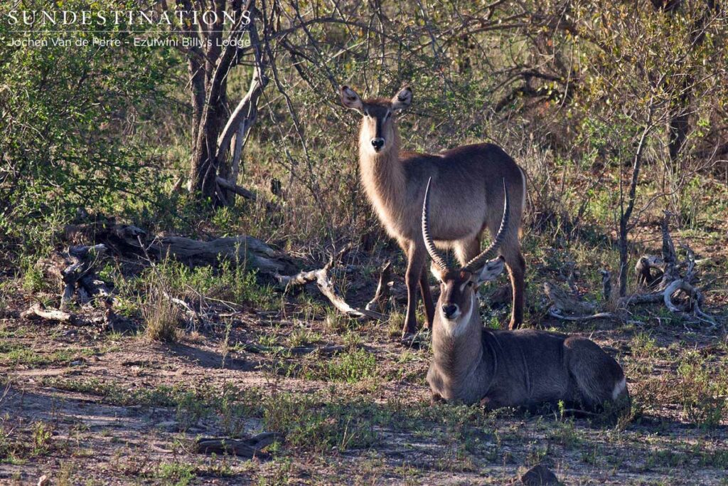 Waterbuck male and female pose for a picture