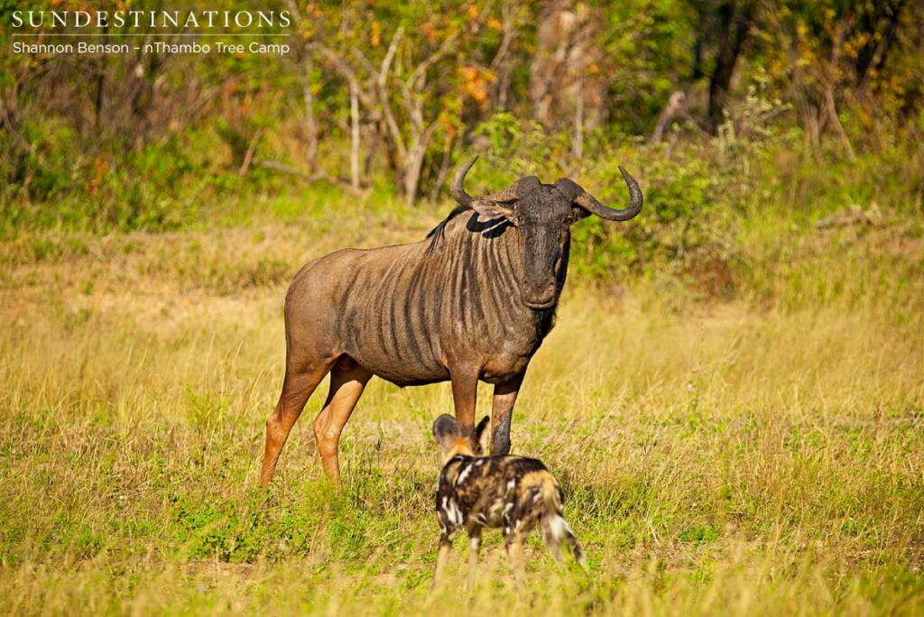 A stand off between a wildebeest and the wild dogs