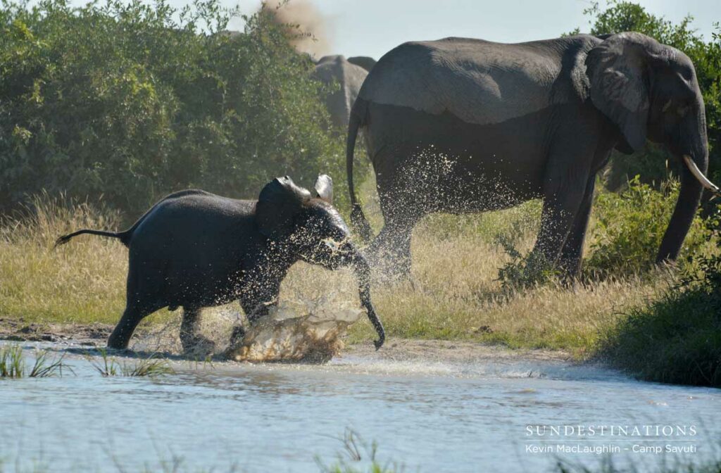 Young elephant charges out of the water Young elephant charges out of the water
