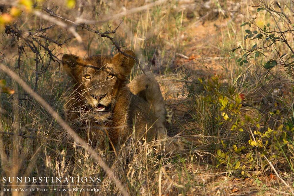 Young lion peers through the bush