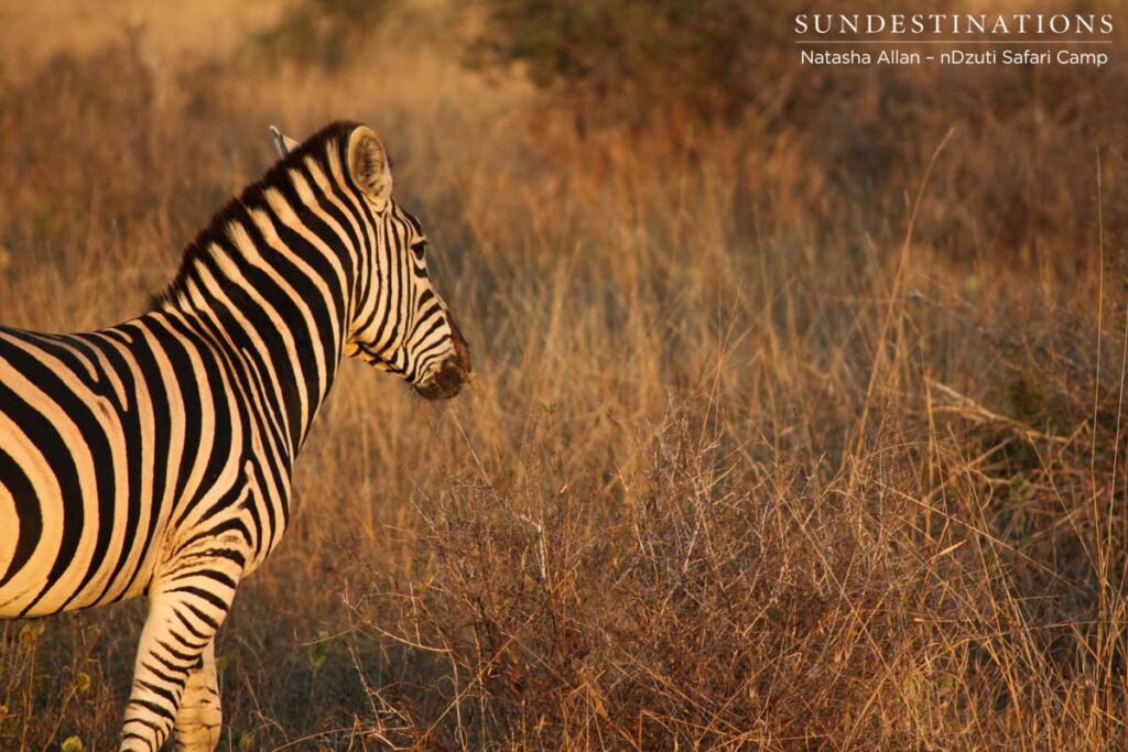 Zebra bathed in sun at nDzuti