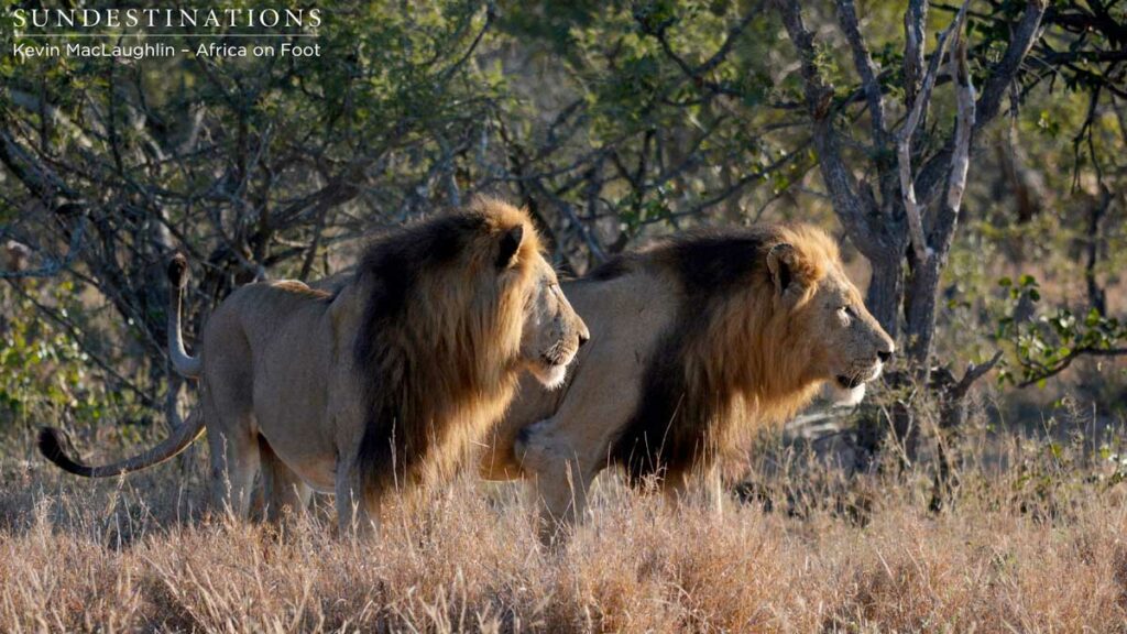 2 out of 3 Trilogy lions seen recently on game drive
