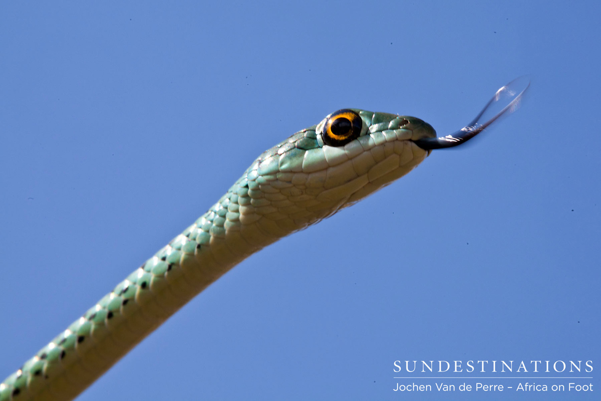 Spotted bush snake