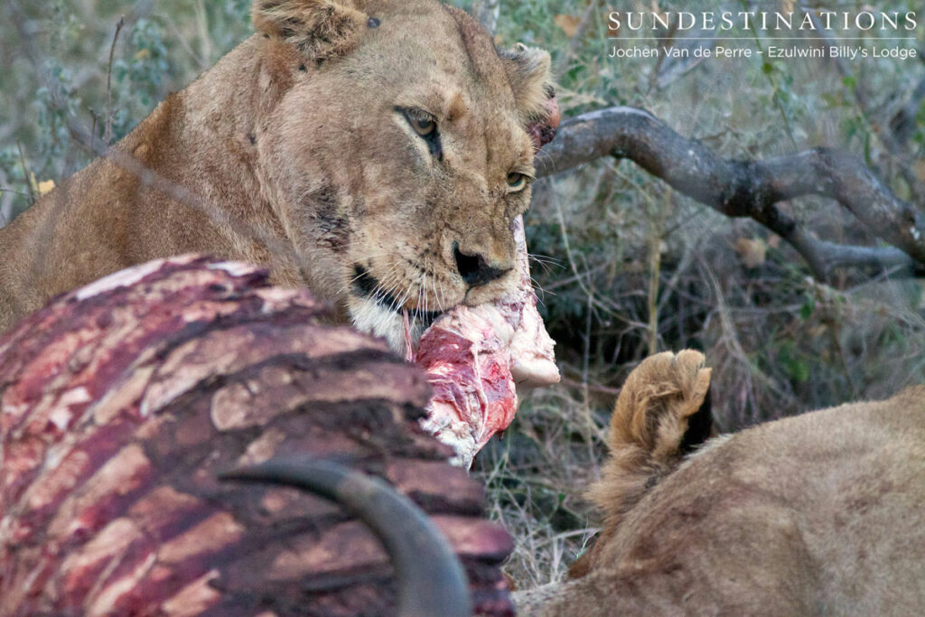 Buffalo kill Buffalo kill