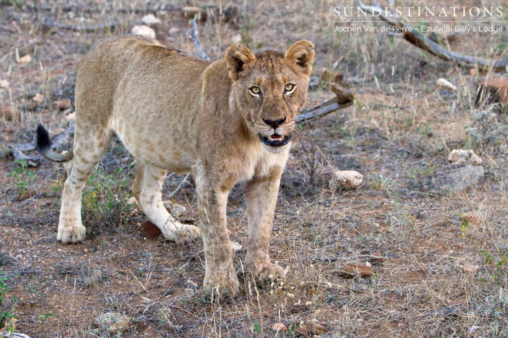 River pride lions Young River pride lion stands up after feasting on a huge buffalo kill.