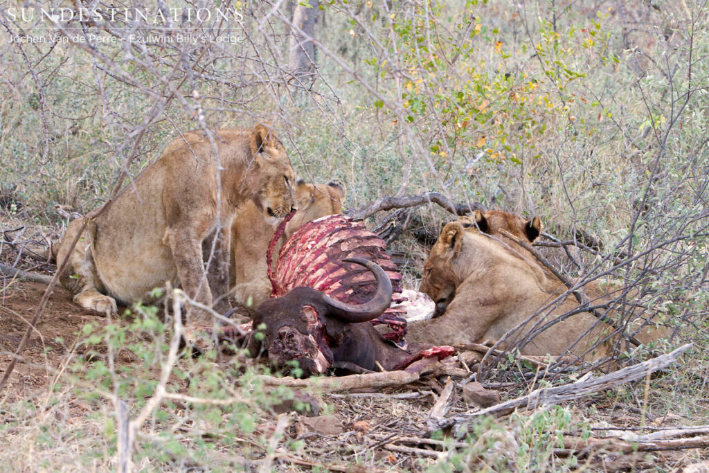 Sub-adult lions Sub-adult lions
