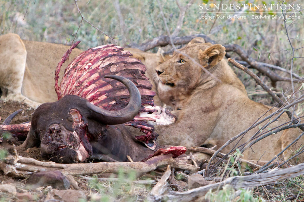RiverPride5 River pride buffalo kill