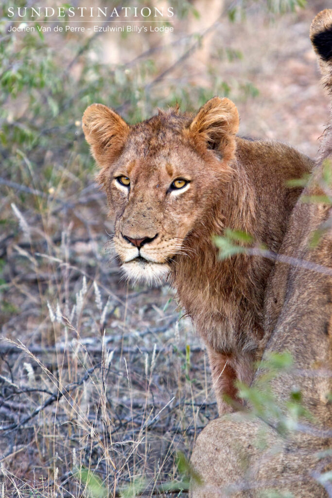 Male - River Pride Male - River Pride