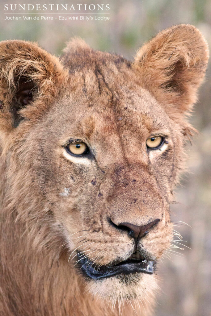 Sub-adult male lion Sub-adult male lion