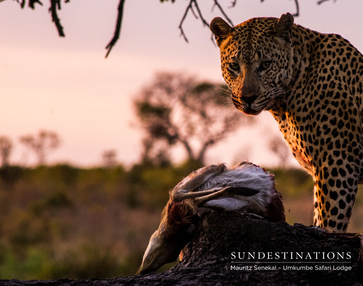 Maxabeni Kill Maxabeni the leopard on a kill
