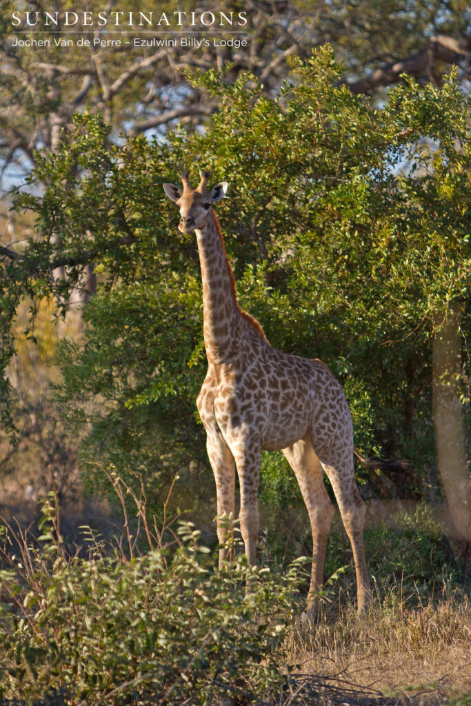 Young Giraffe