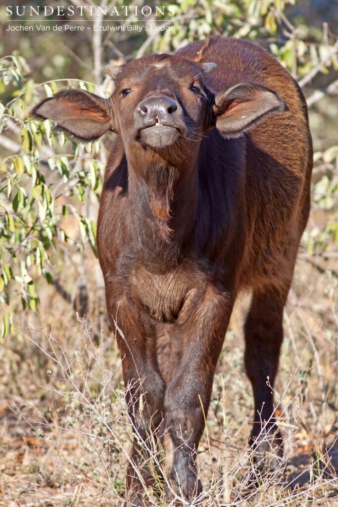 Baby buffalo sniffing the air