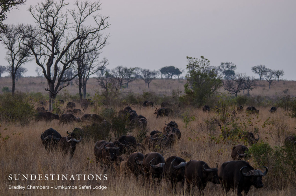 Buffalo herd Buffalo herd