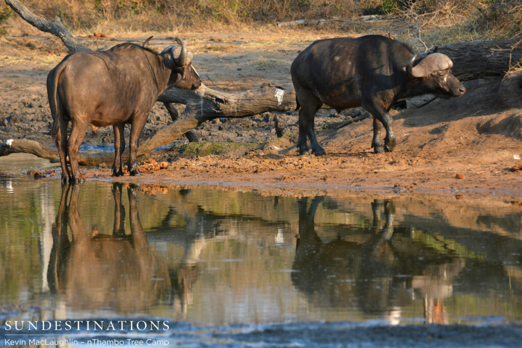 Buffalo nThambo