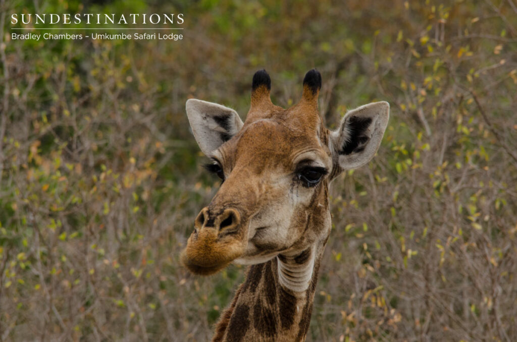Giraffe Giraffe