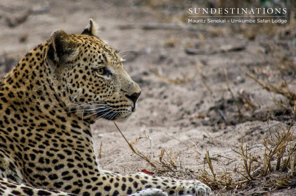 Mxabene Male
