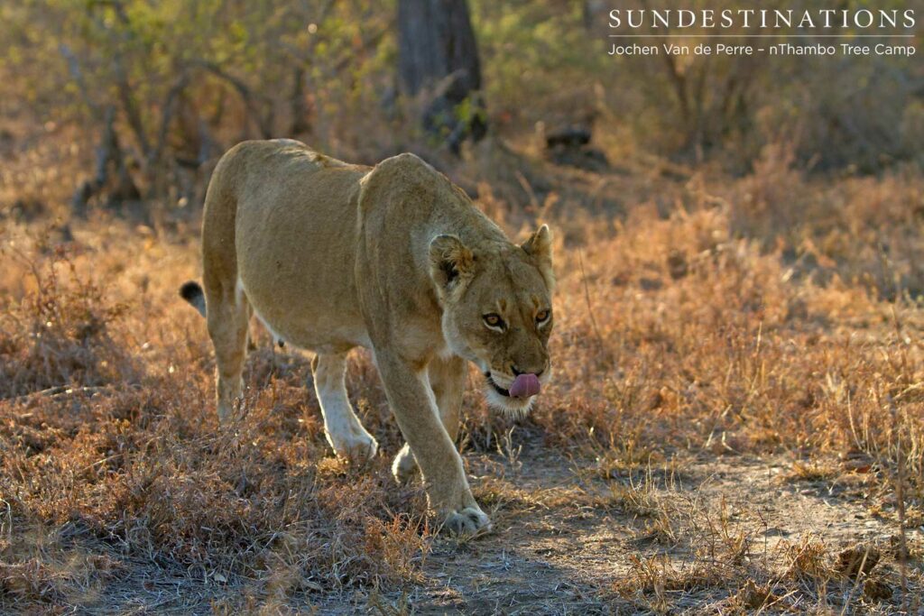 Full belly for this Ross lioness