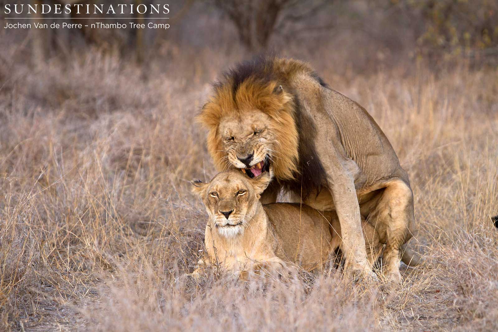 Klaserie lions mating Klaserie lions mating