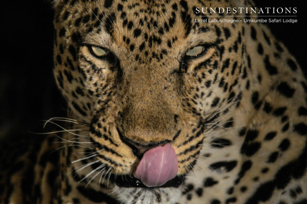 Male Leopard Bicycle Crossing