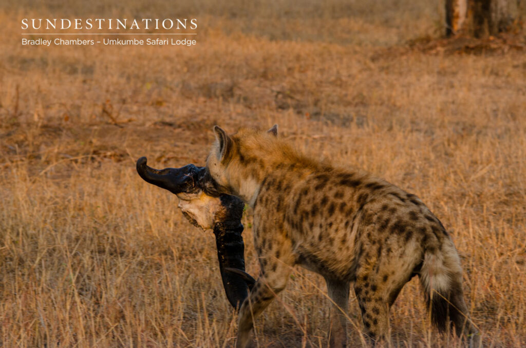 Hyena Steal