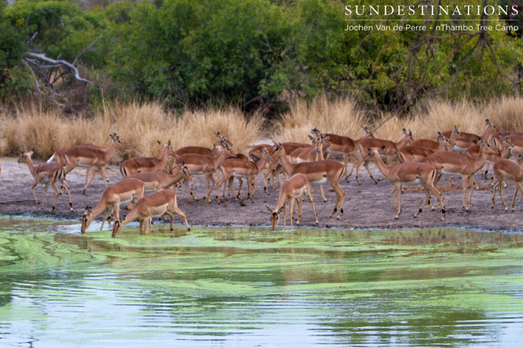 Impala Herd