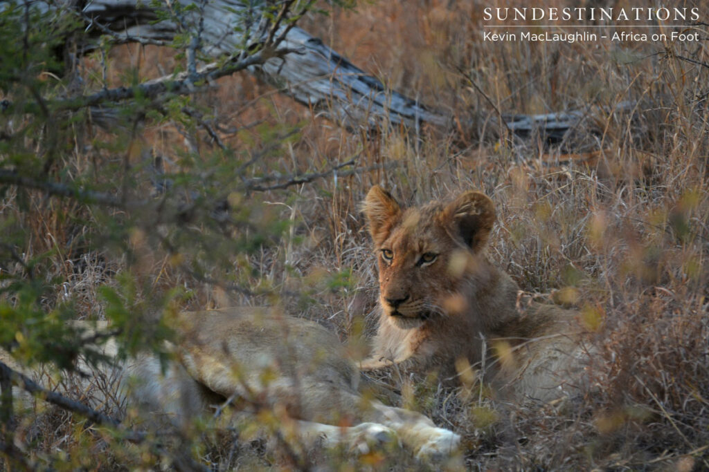 Hercules lion cubs on a kill
