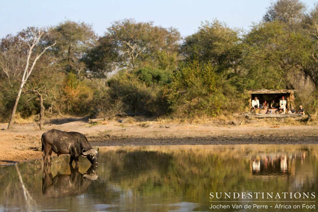 Buffalo reflection and the hide Buffalo reflection and the hide