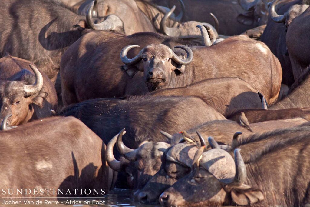 Buffaloes taking a drink half submerged Buffaloes taking a drink half submerged