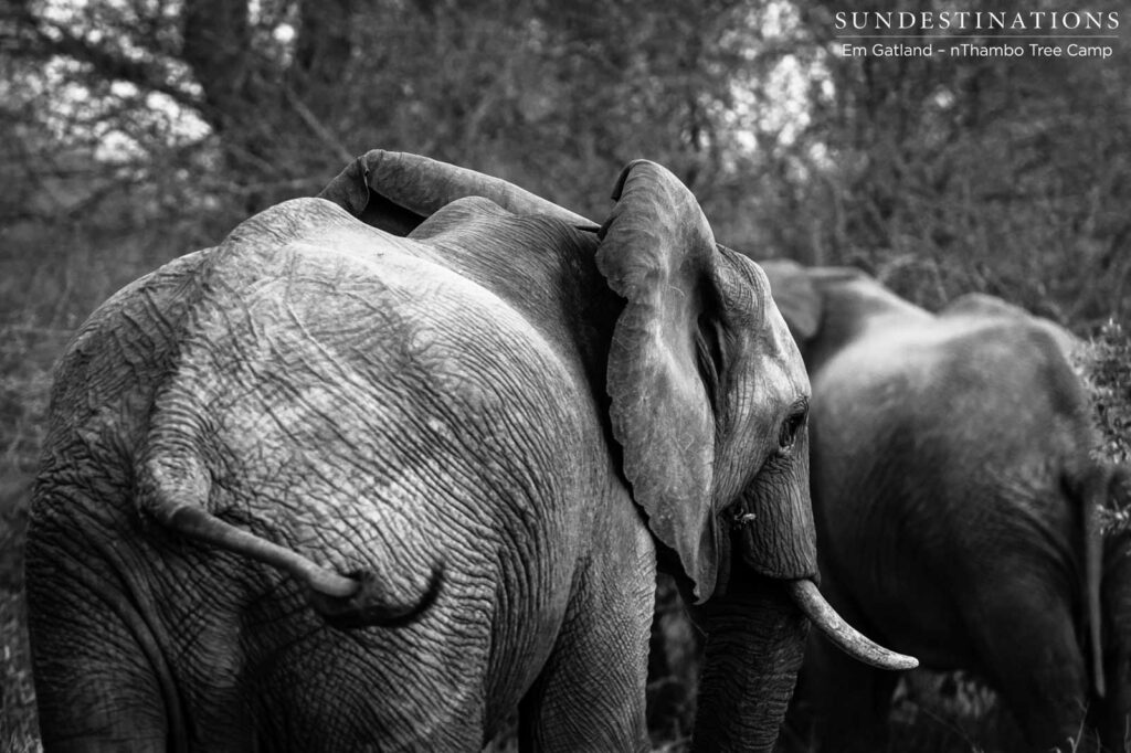 Black and white elephants