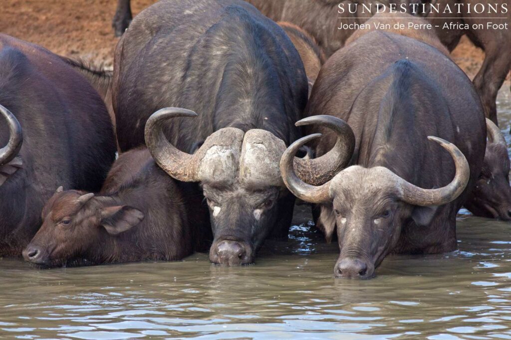 Male, female, and calf Male, female, and calf