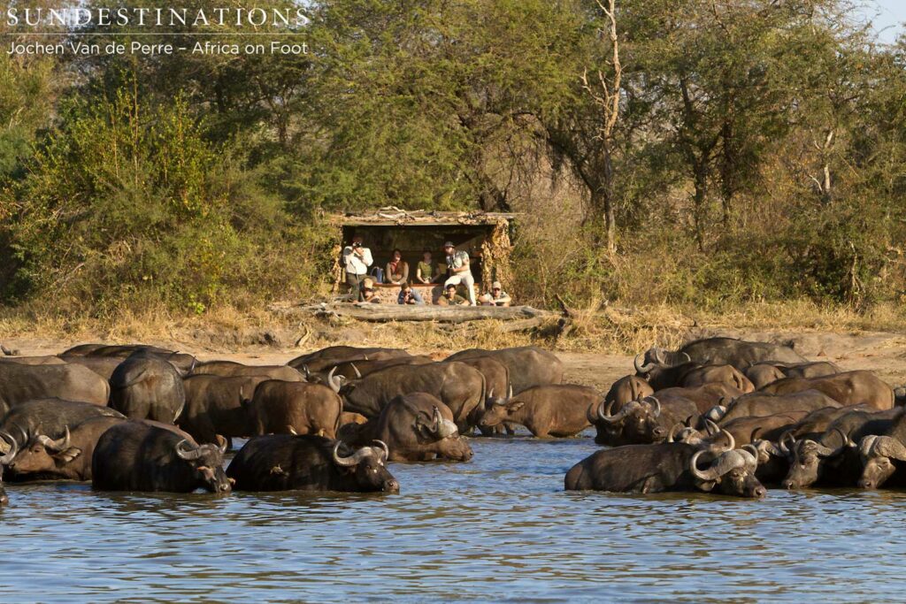 Guests looking on from the hide Guests looking on from the hide