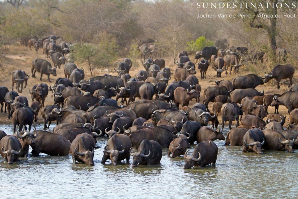 Only a portion of the huge herd surrounding the dam Only a portion of the huge herd surrounding the damOnly a portion of the huge herd surrounding the dam