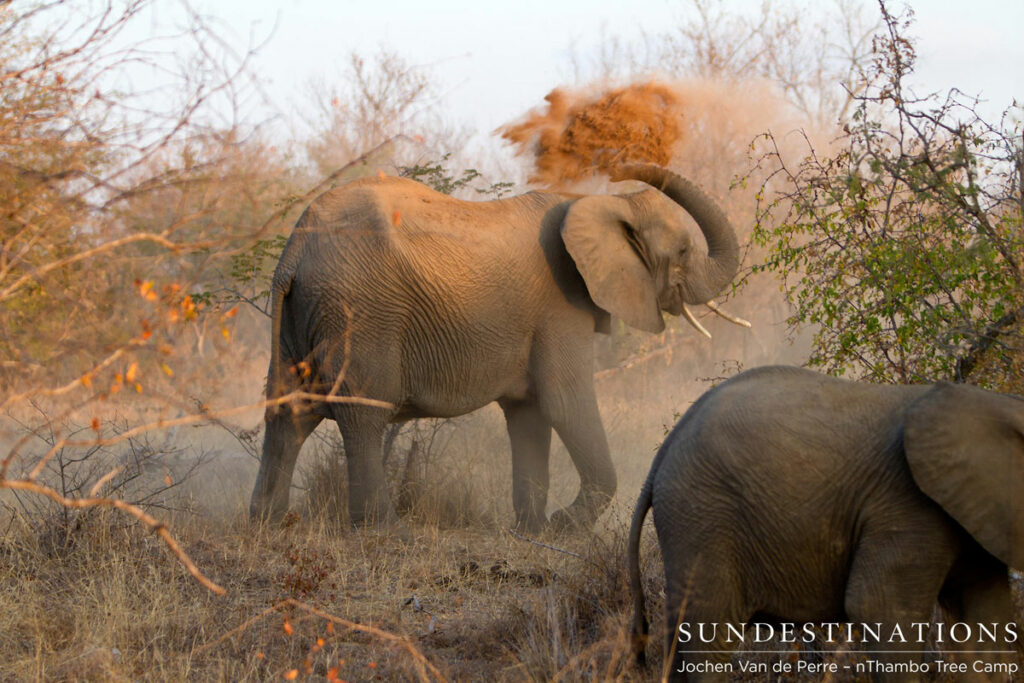 Elephant Dust Bath