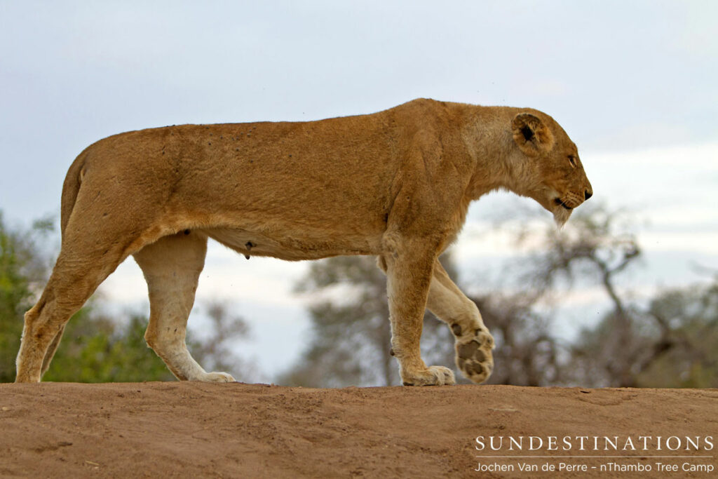 Lioness of Klaserie
