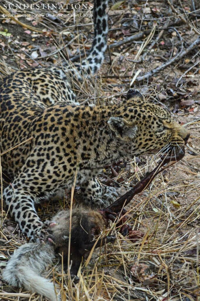 Notten's eating her kill Notten's eating her kill